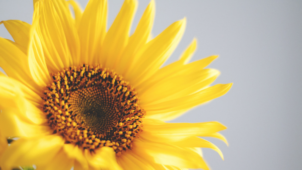 Referentie volwassene